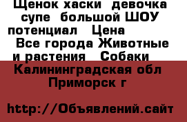 Щенок хаски, девочка супе, большой ШОУ потенциал › Цена ­ 50 000 - Все города Животные и растения » Собаки   . Калининградская обл.,Приморск г.